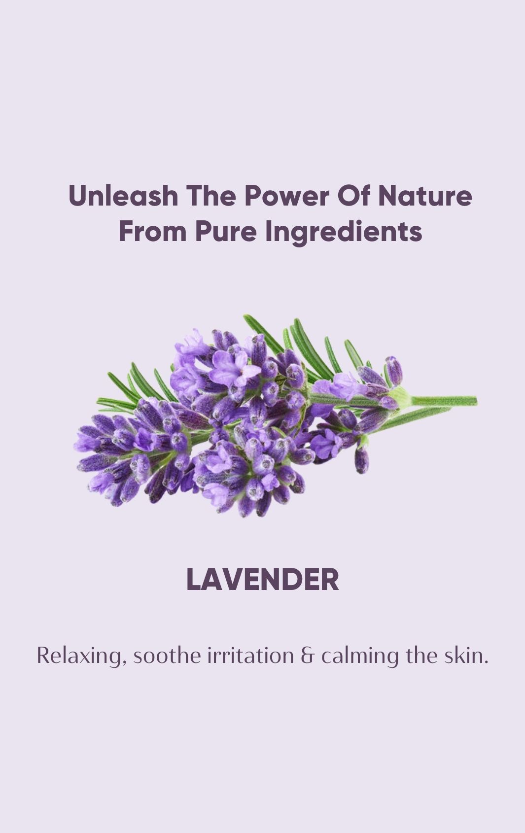 Little Olive Tree Lavender Baby Wash Combo ( 250ml x 3 )